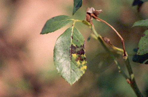 Black spot disease on leaf